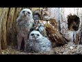 Adopted Tawny Owl Chicks 1st Days Full of Drama 🦉