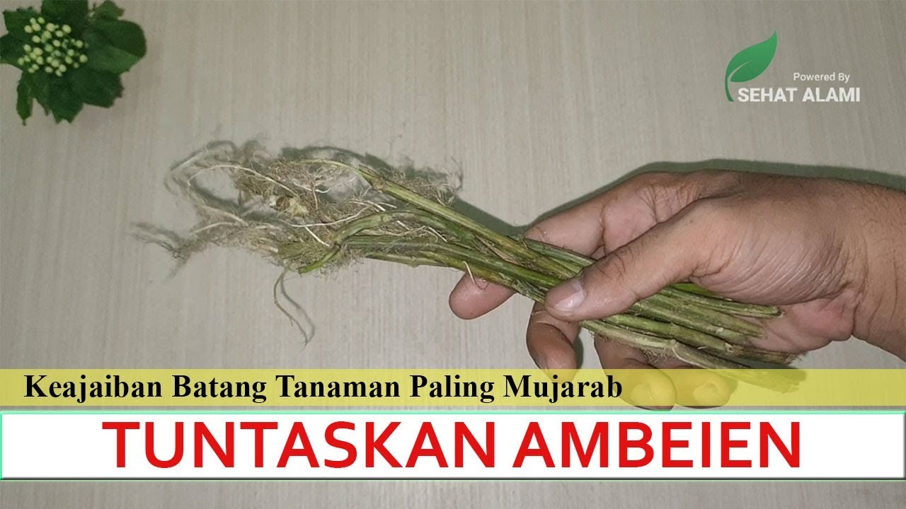Cara mengobati Wasir (Ambeien) Secara Alami dan Cepat| Wasir Ambeien