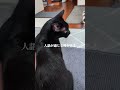 猫といる時のたまらない瞬間