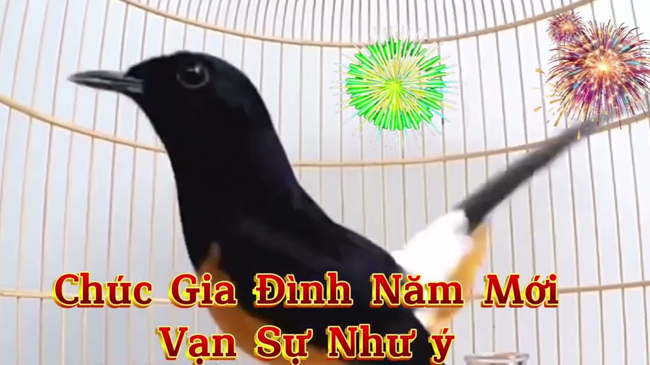 Chòe lửa hót|chòe lửa luyện giọng, kích bổi hót đấu căng lửa