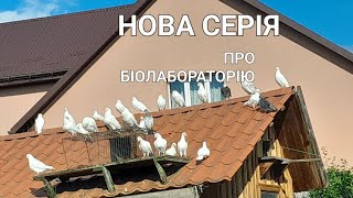 Вернувся з відрядження, і зразу до голубів❗️біляк, котрого зловив кіт❗️❓️питання до глядачів❓️