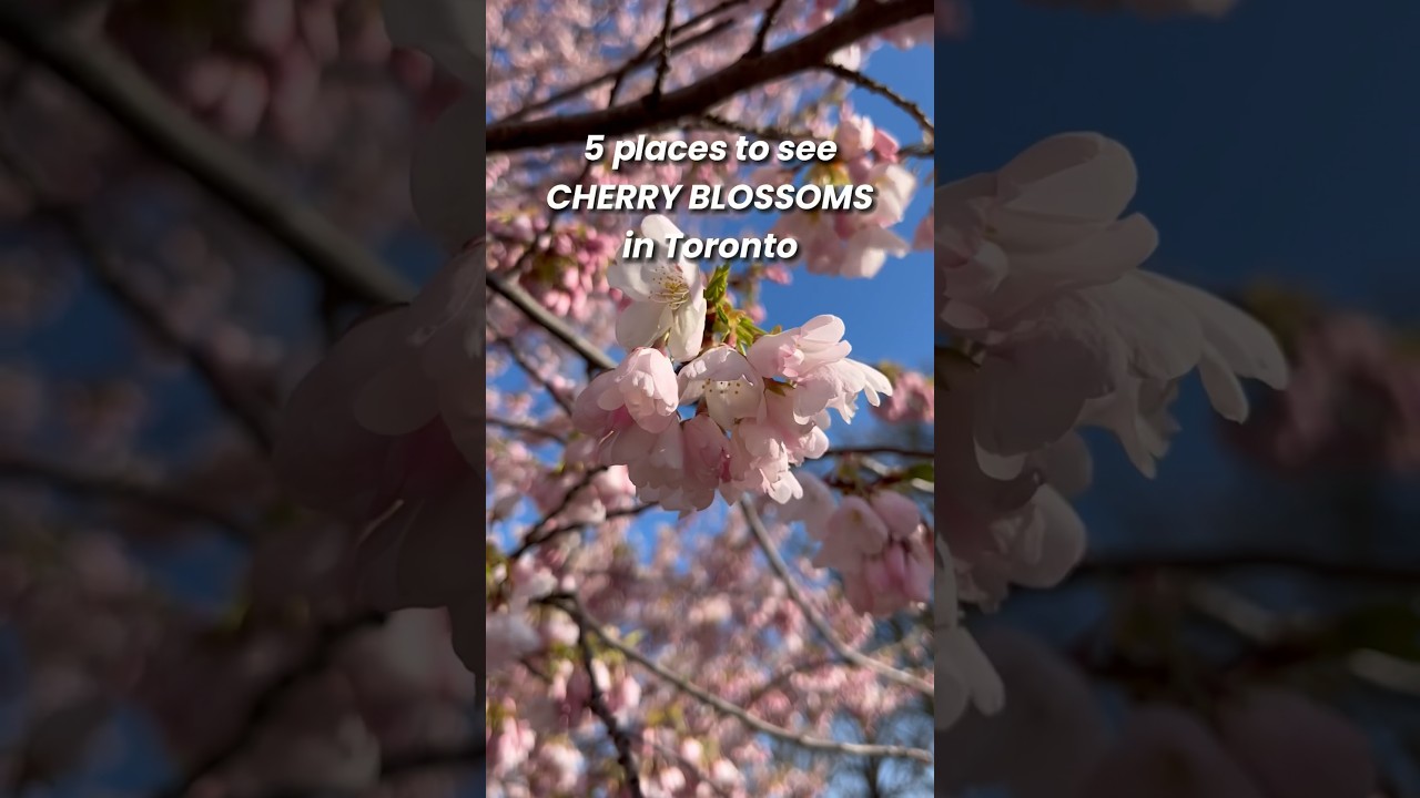 🌸5 places to see cherry blossoms this week in Toronto! 