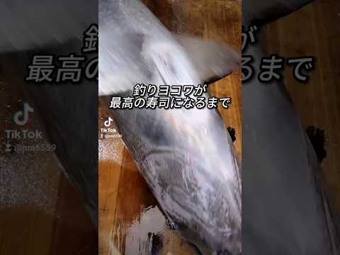 釣りヨコワのさばきと寿司になるまで