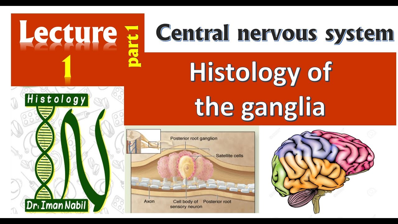 1a-Histology of Ganglia-CNS