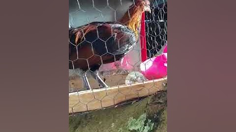 GÀ rừng rặc đẹp tập 1