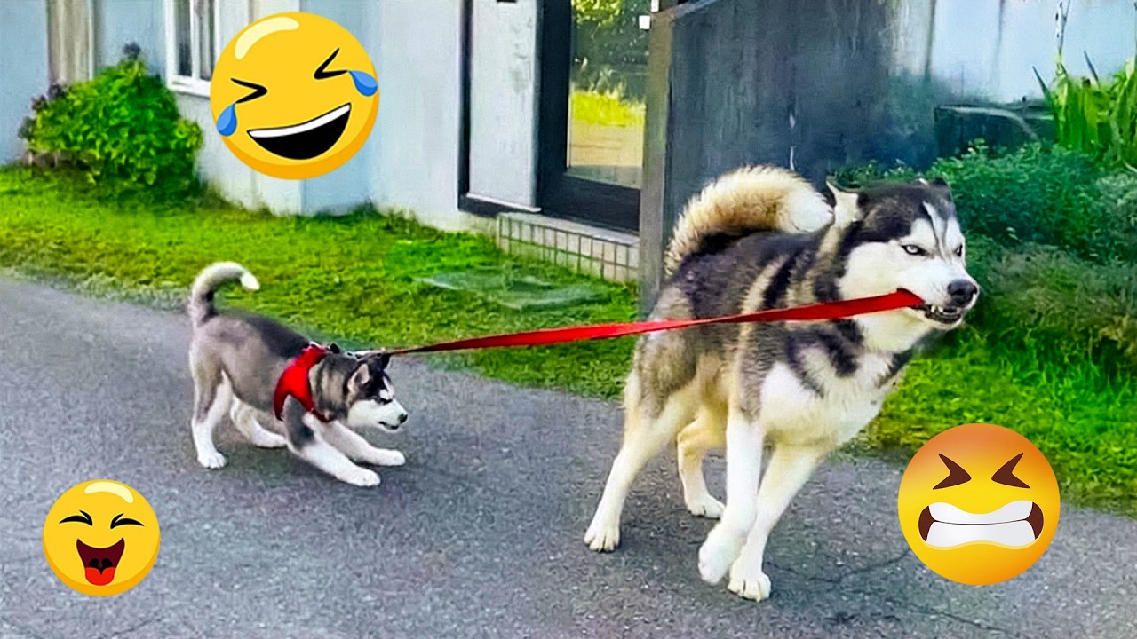 You Can’t Stop Laughing At These Pets 🤣 | Funny Dogs Video 2026 #17 ...