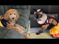 Siamese cat and goldendoodle puppy in monarch butterfly costume 