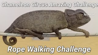 Rope Walking - Wild Chameleon Circus Amazing Talent - Tightrope Walk Challenge