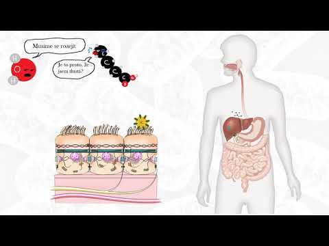 Video: Jaké jsou příklady mitochondrií?