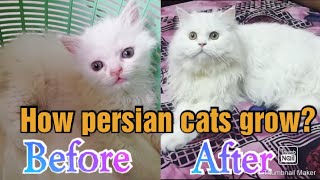 How Persian cats grow?||0-6 months journey