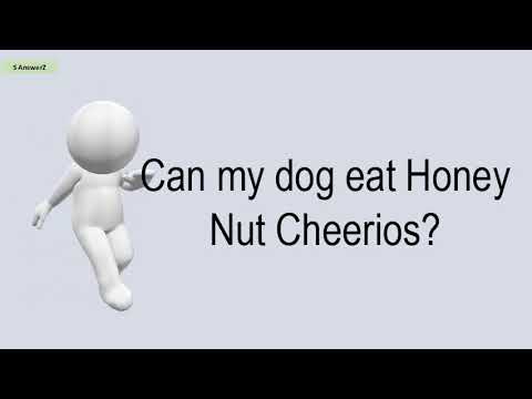 can-my-dog-eat-honey-nut-cheerios?