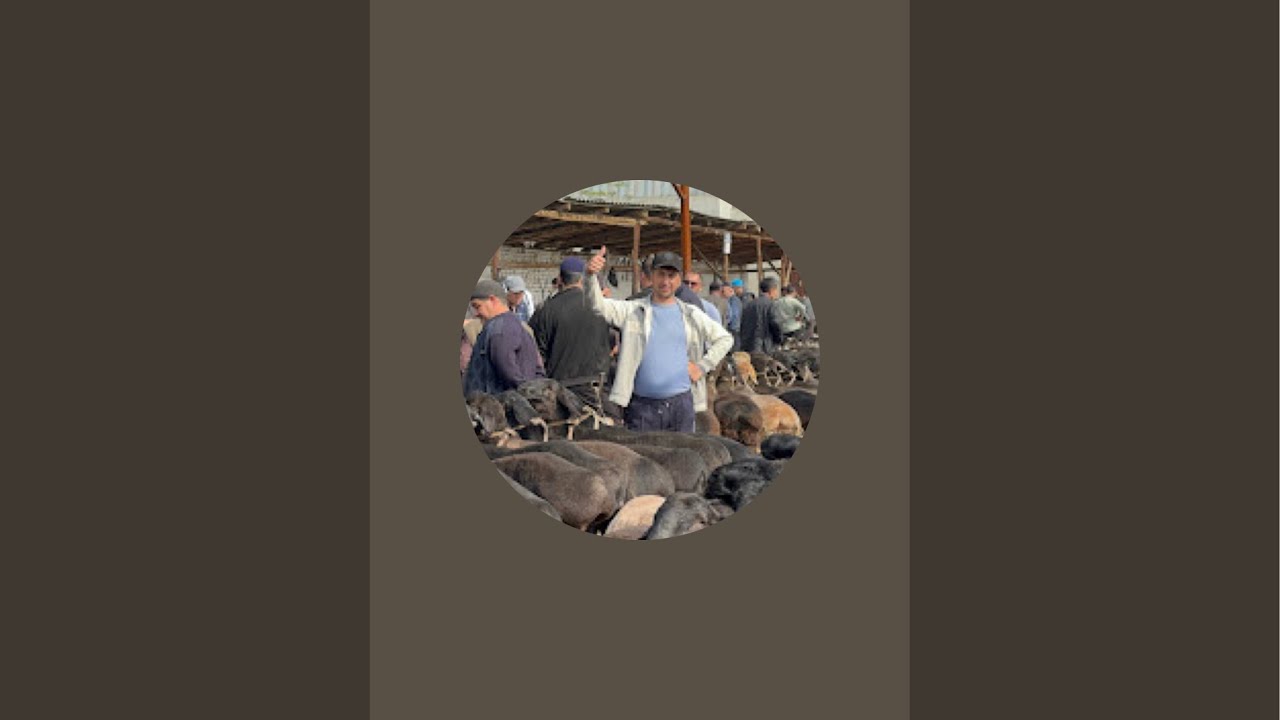 BOZOR YANGILIKLARI  в прямом эфире!