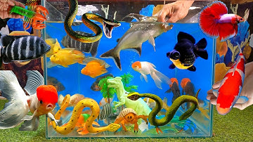 Tổng hợp cá cảnh đẹp, video động vật dễ thương, cá mập đen, cá ba đuôi, rắn đốm vàng, cua xanh