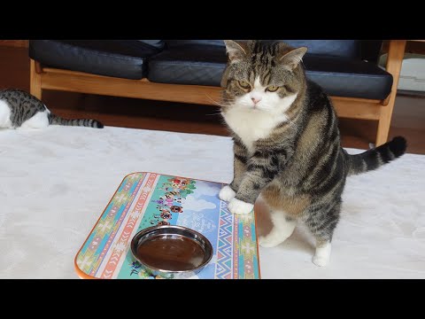 美味しい水とねこ。-Cats and delicious water.-