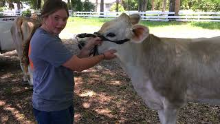 4H Youth Dairy Showmanship