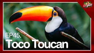 EP45.Toco Toucan