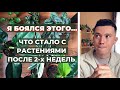 Я Уезжаю » Как оставить Комнатные Растения? » Инструкция для ЦветоНяни