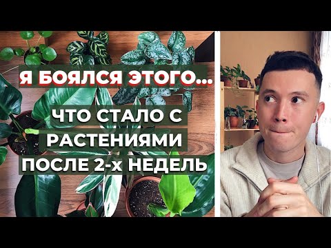 Видео: Можно ли положить кизельгур на комнатные растения?