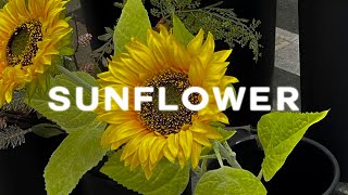 unordinary sunday ft. kino, yumin - sunflower (slowed + reverb)