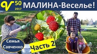 Малина США Огород Сад Часть 2 Посадка и веселье семьей! Влог 50 многодетная семья Савченко(, 2017-04-26T03:24:16.000Z)