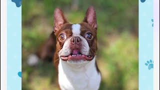 Adopt Me: Cosmo 🐾 🏠 #bostonterrier #bostonterrier