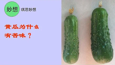 黃瓜9-黃瓜為什麼有苦味？ - 天天要聞
