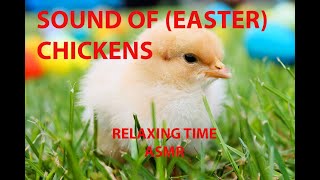 ASMR Chickens Relaxing sounds WeDo ASMR Sounds