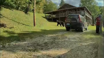Tesla sentry mode catches black bear 
