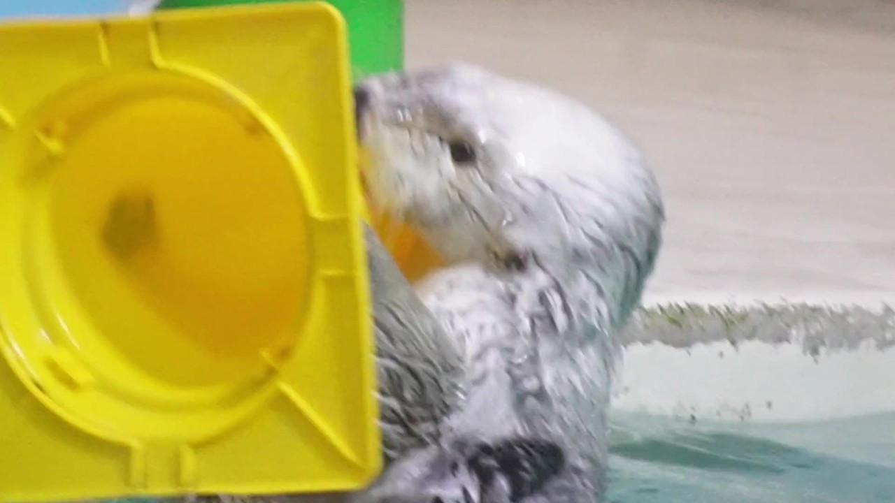 ラッコのメイちゃんの静と動