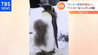 「ワイルドすぎる姿」のペンギン