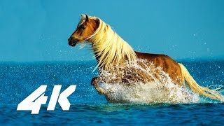 4k video ultrahd samsung hdr demo ...