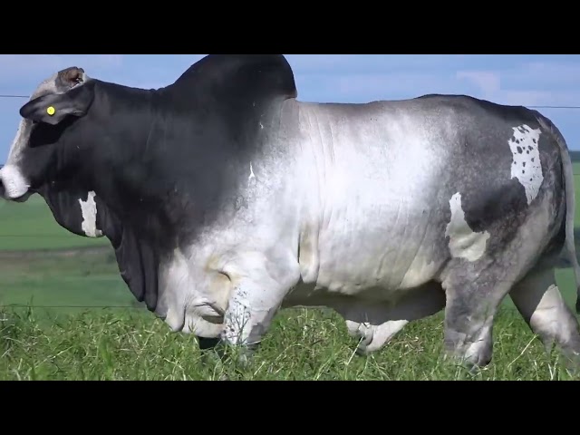 Lote 58   Leilão Terra Boa