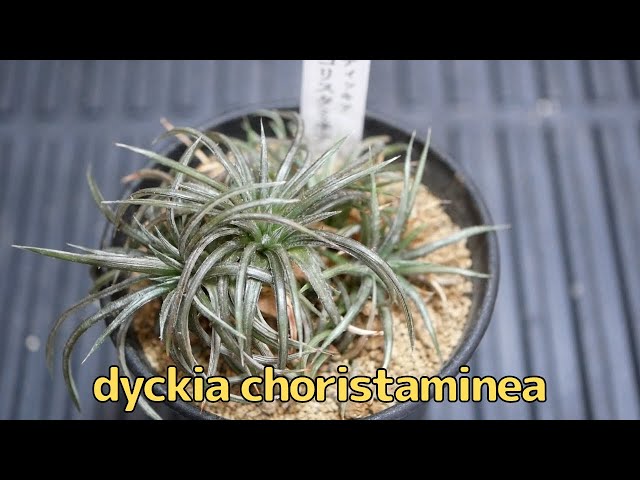 dyckia choristaminea ディッキア コリスタミネア [Variety of