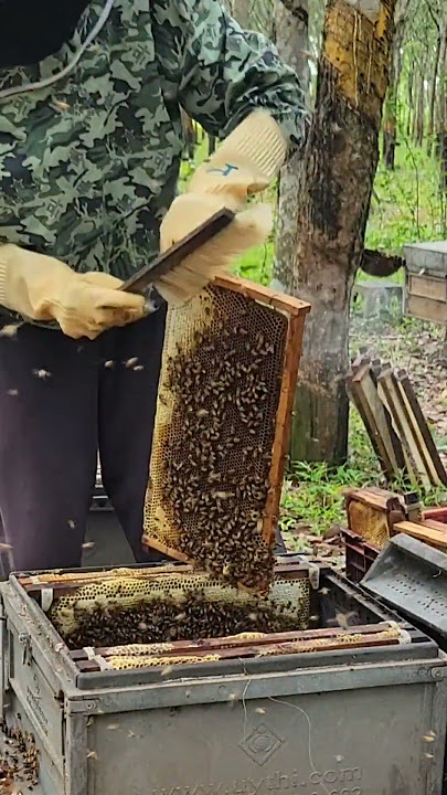 Collect honey bees #beekeeping #beefeater #honeybeesting #worker #savethebees