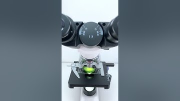 キュウリを400倍に拡大すると本当にかっこいい！#microscope #science #sciencemicroscope