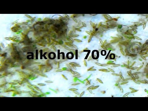 MENGGELIAT CEPAT - Reaksi Kuman Air Dengan Setetes Alkohol 70%