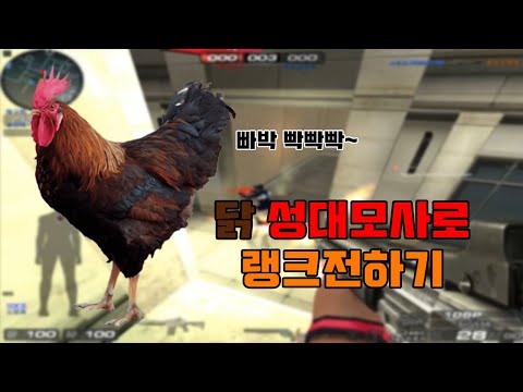 [서든어택]부기런 닭 성대모사로 랭크전하기! [Sudden Attack]