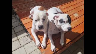 Staffies Sunbathing