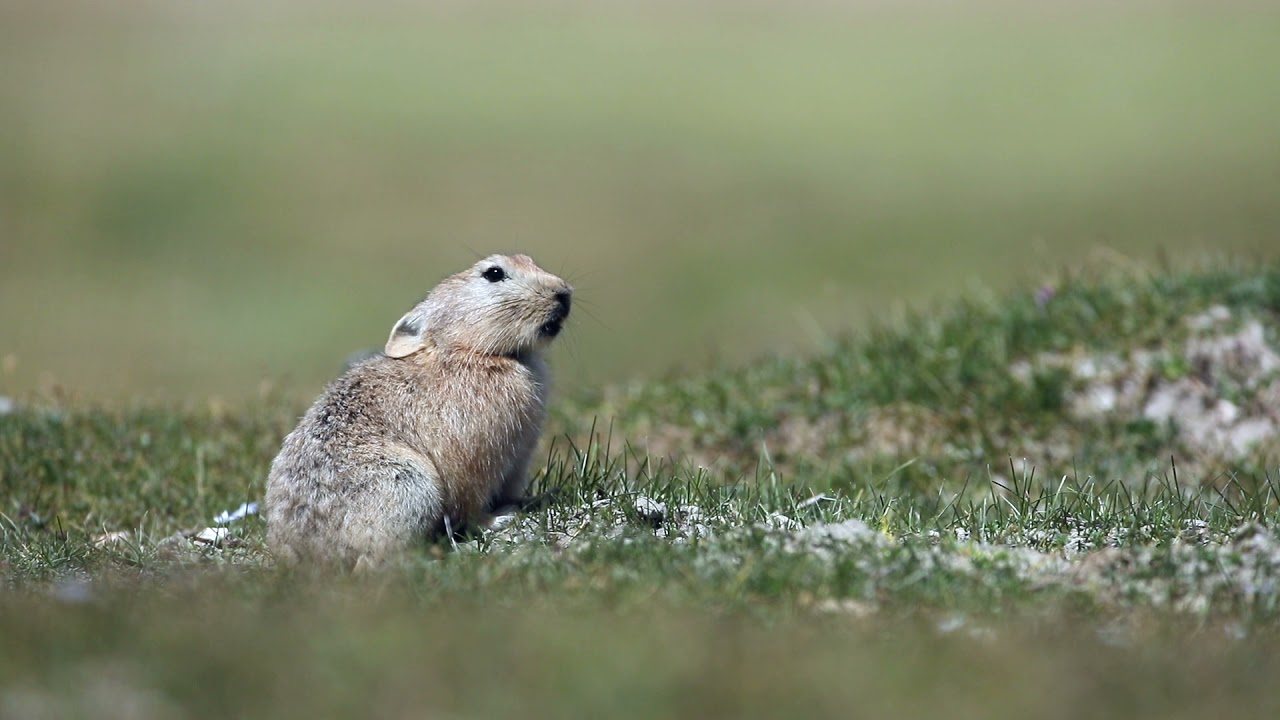 The Ladak pika (Ochotona ladacensis)