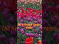 Tulips in Holland are truly beautiful! #travelguide #travel #keukenhof #holland #thenetherlands