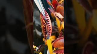 please like and subscribe please support me #plants #carnivorousplants #automobile #animals #carnerd