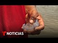 Planeta Tierra: Oaxaca emite alerta por la presencia de peligrosas medusas | Noticias Telemundo