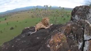 Behind-the-Scenes: Drone Video Wild African Animals | The Wildlife Docs