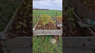 Growing hazel trees from seed in air prune boxes - why this works great