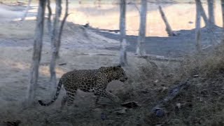 Pench National Park India - we see a tiger and leopard {Experience the wonders of Pench Tiger Park}