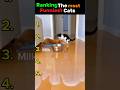 Funniest Cats Ever Caught on Camera 😂🐱#ranked #cat #funny #ytshorts #shorts