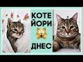 Спасеното котенце 1 година по-късно