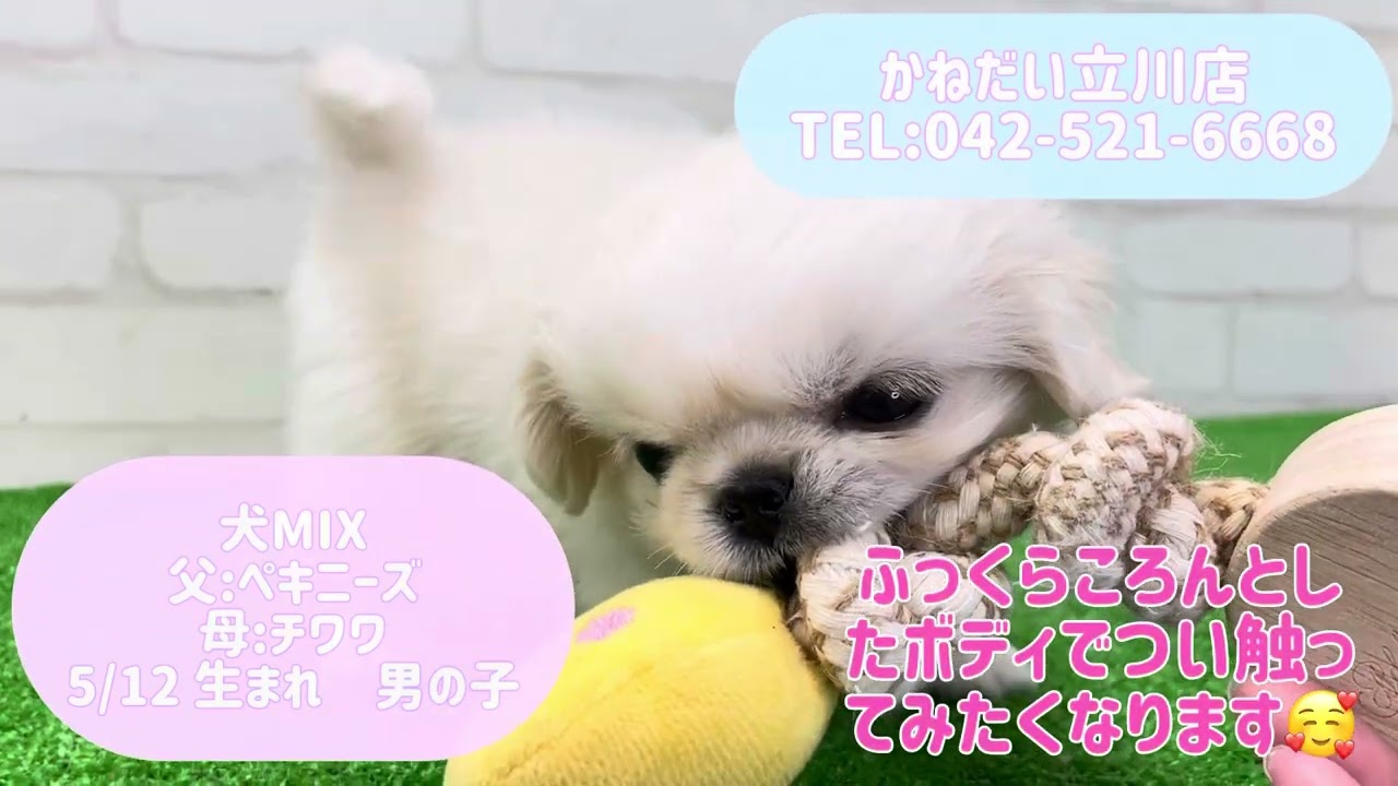 犬MIX （父:ペキニーズ×母:チワワ） 5/12生まれ 男の子 - YouTube
