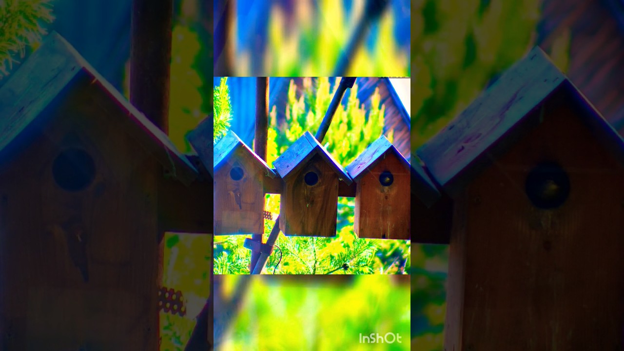 У скворцов работа кипит...