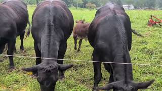 Black Angus calf surprise